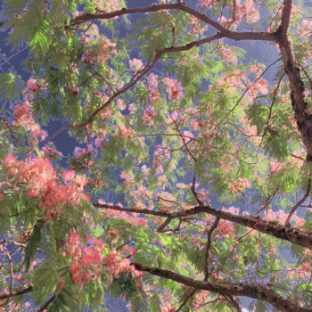 Sonja-Maria Schobinger Sonja-Maria Schobinger