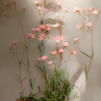 Sonja-Maria Schobinger Sonja-Maria Schobinger