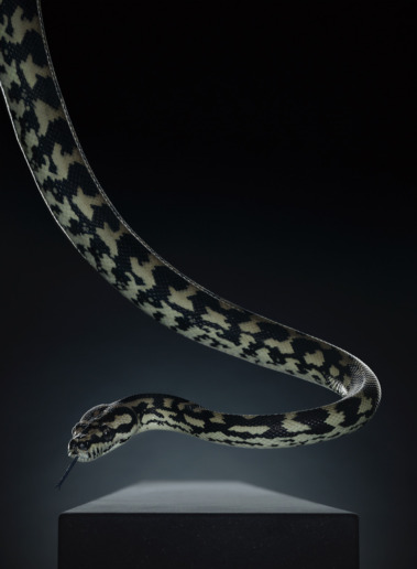 Peter Hebeisen, Snake, 2012
Pigment print on Archival paper
218 x 160 cm / Edition of 3 + 1 AP
112 x 153 cm / Edition of 5 + 1 AP