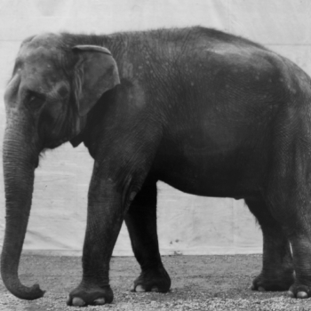 Balthasar Burkhard, Elephant, 1995 (sold)