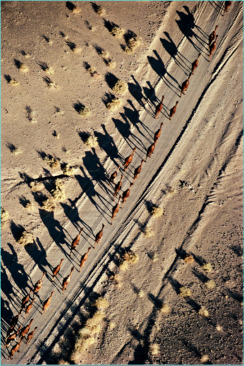 Georg Gerster, A camel caravan in the Soghun valley, Kerman, Iran, 1976
Inkjet printed with pigmented Epson Ultra Chrome K3, on Epson Exhibition Fiber Paper
150 x 100 cm
Edition of 8 + 2 AP
