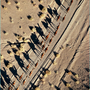 Georg Gerster, A camel caravan in the Soghun valley, Kerman, Iran, 1976