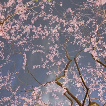 Sonja-Maria Schobinger Sonja-Maria Schobinger