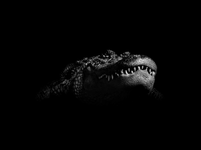 Peter Hebeisen, Crocodile, 2008
Pigment print on Archival paper
112 x 143 cm 
Edition of 7 + 2 AP