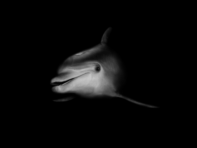 Peter Hebeisen, Dolphin, 2008
Pigment print on Archival paper
112 x 143 cm
Edition of 7 + 2 AP