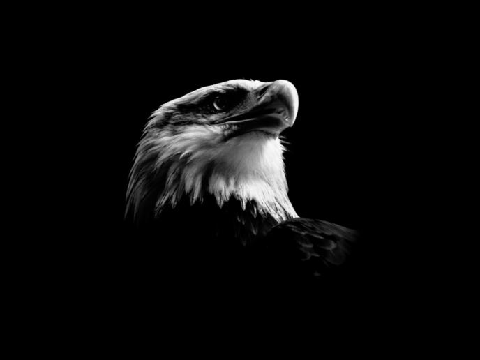 Peter Hebeisen, Eagle, 2008
Pigment print on Archival paper
112 x 143 cm 
Edition of 7 + 2 AP