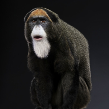 Peter Hebeisen, Monkey, 2008