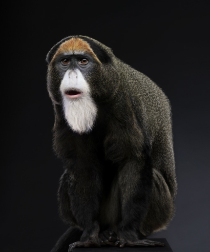 Peter Hebeisen, Monkey, 2008
Pigment print on Archival paper 
130 x 112 cm 
Edition of 7 + 2 AP