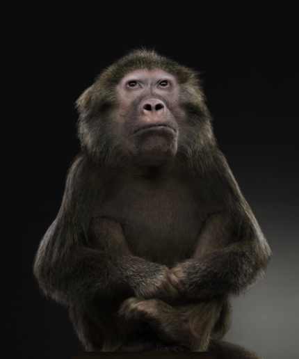 Peter Hebeisen, Monkey II, 2008
Pigment print on Archival paper 
130 x 112 cm 
Edition of 7 + 2 AP