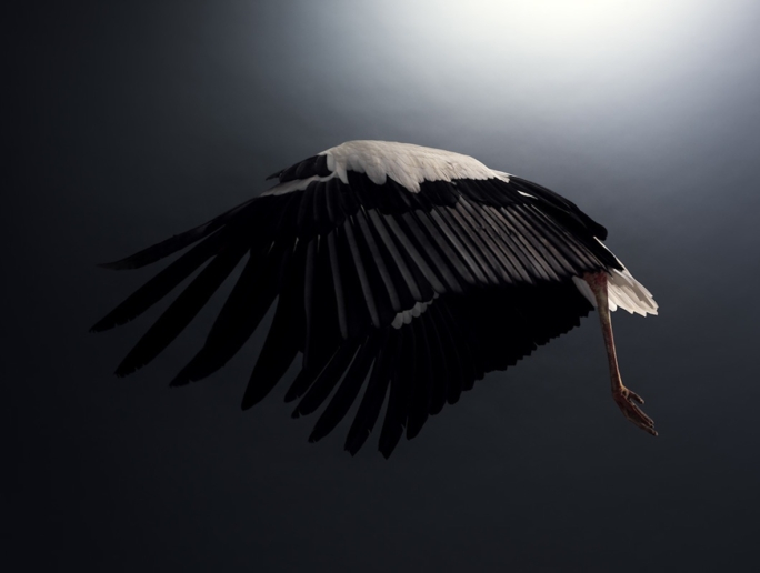 Peter Hebeisen, Stork, 2008
Pigment print on Archival paper 
112  x 143 cm
Edition of 7 +  2AP
