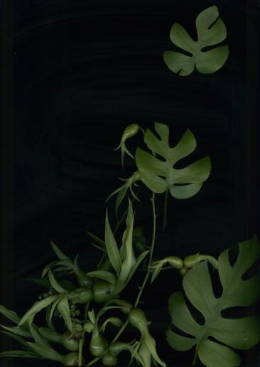 Luzia Simons, Jardim 05, 2014
Pigment print on Japanese Mitusamata paper
193 x 121 cm
Edition of 5 + 2 AP

