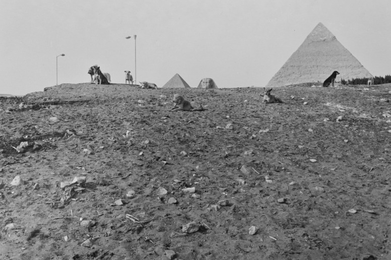 Lee Friedlander, Egypt, 1983
Gelatin silver print 
20,5 x 30,5 cm (image) / 28 x 35,5 cm (sheet)
Signed, captioned, dated and stamped by photographer verso