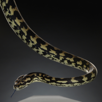 Peter Hebeisen, Snake, 2012