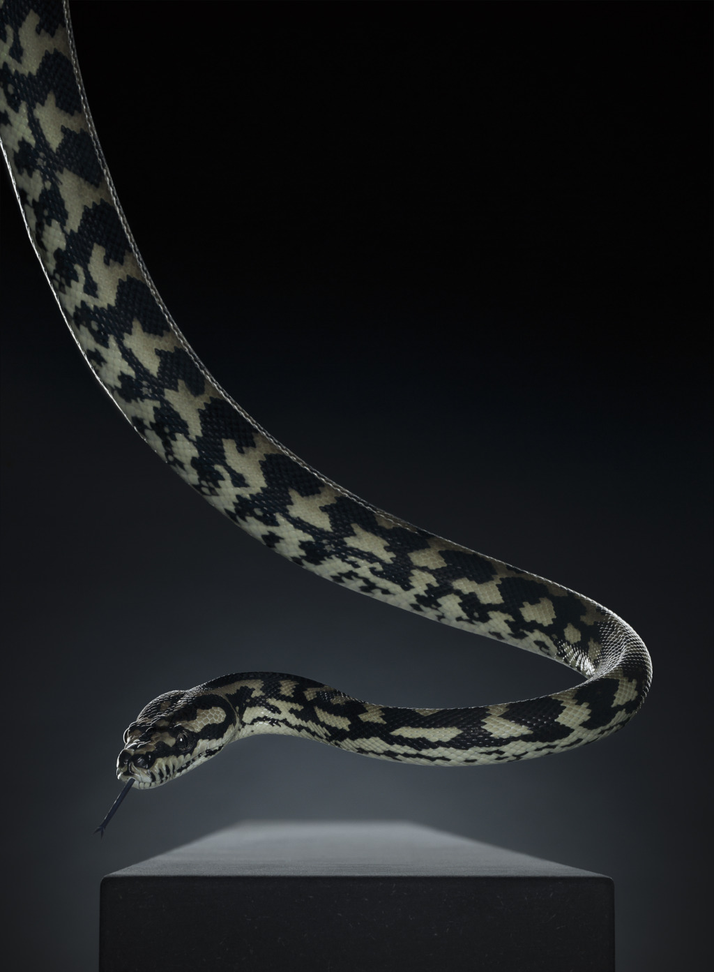 Peter Hebeisen
Snake, 2012, Pigment print on Archival paper, 218 x 160 cm 