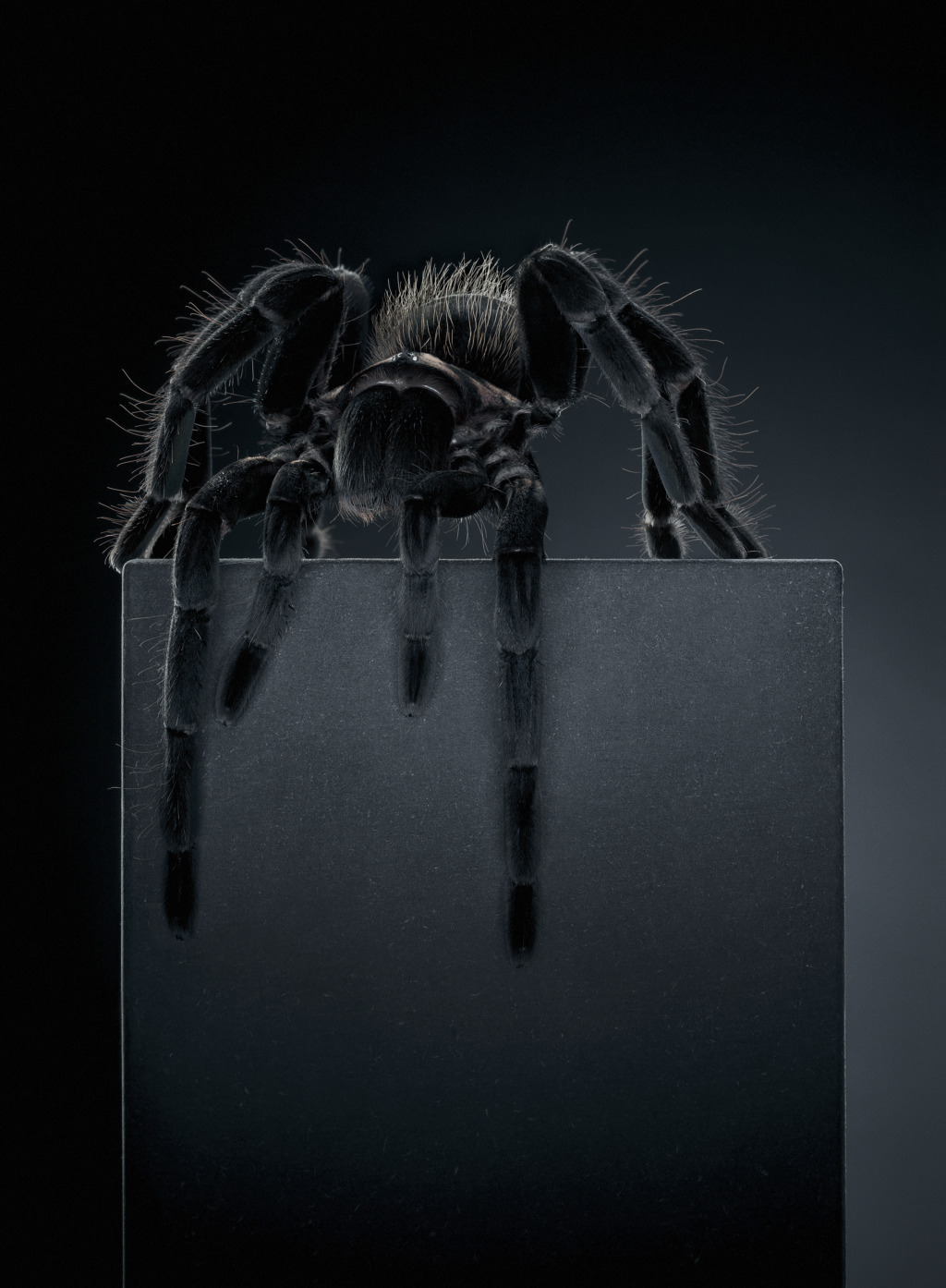 Peter Hebeisen
Tarantula, 2012, Pigment print on Archival paper, 218 x 160 cm | 112 x 153 cm