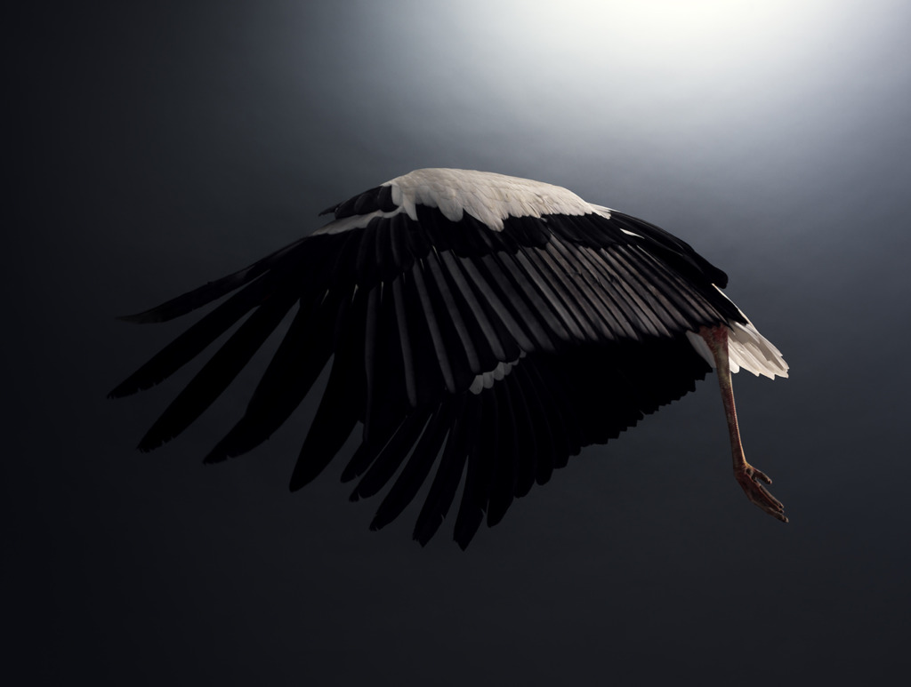 Peter Hebeisen
Stork, Pigment print on Archival paper, 112 x 143 cm 