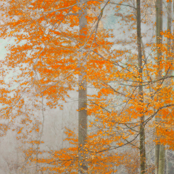 Sonja_Maria_Schobinger_Trees