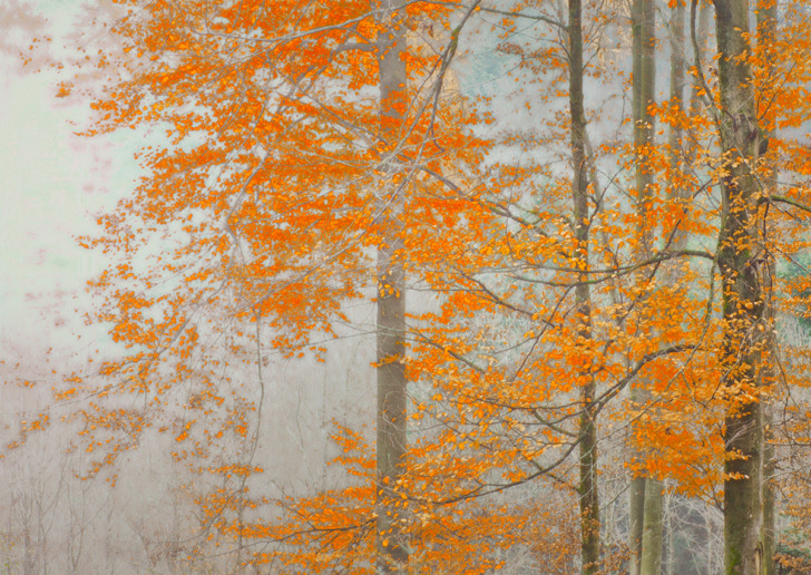 Sonja_Maria_Schobinger_Trees
