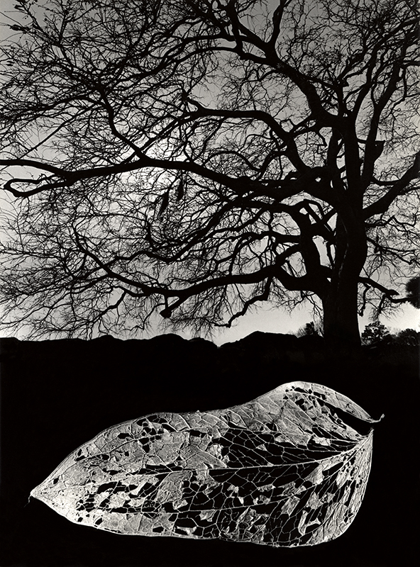 Jerry Uelsmann, Untitled, 1967
Gelatin silver print
35,6 x 28 cm 