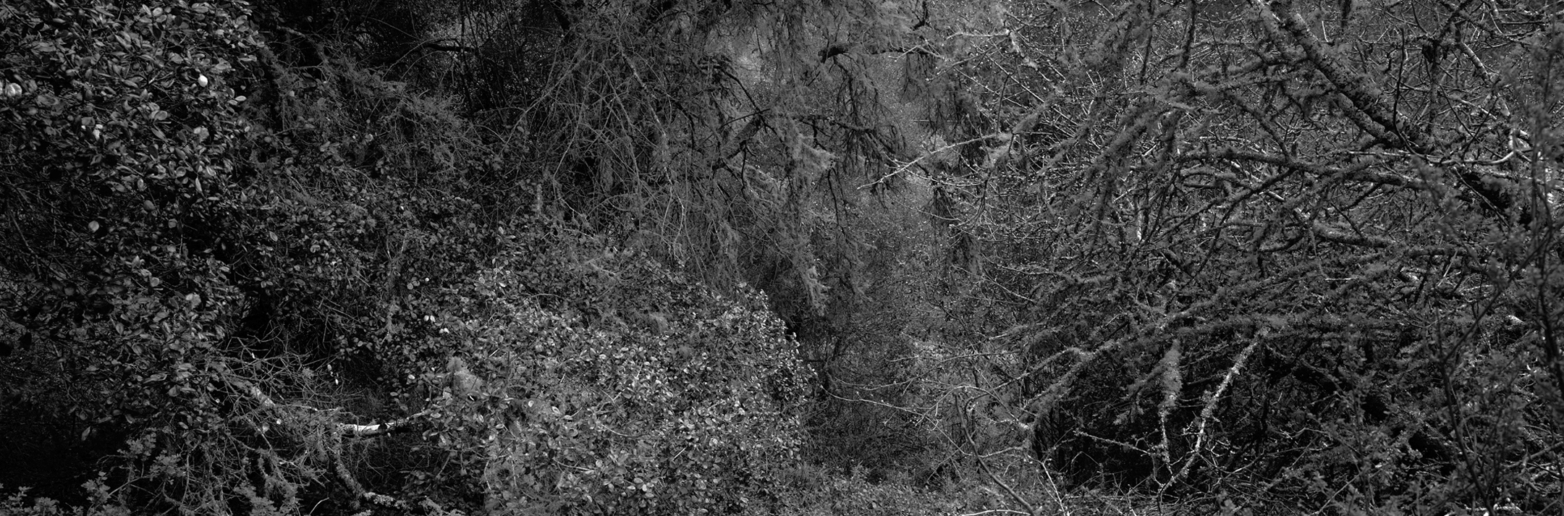 Christian Vogt, Naturräume IX, 2008
Pigmented ink on rag paper
110 x 290 cm
Edition of 3