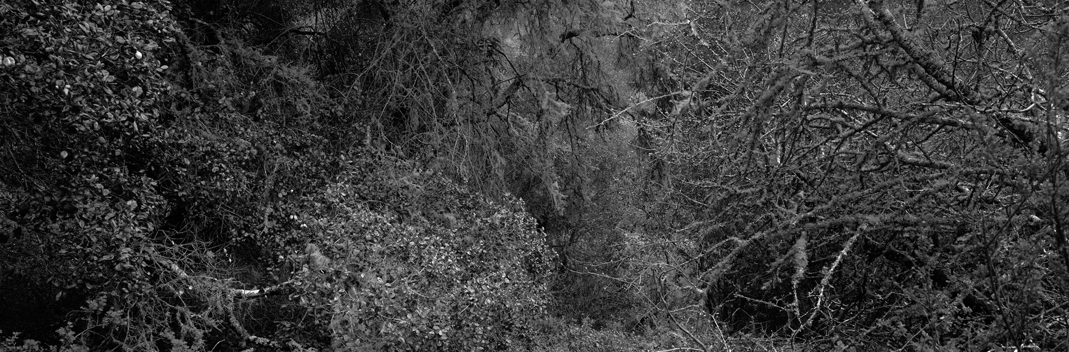Christian Vogt, Naturräume IX, 2008
Pigmented ink on rag paper
110 x 290 cm
Edition of 3