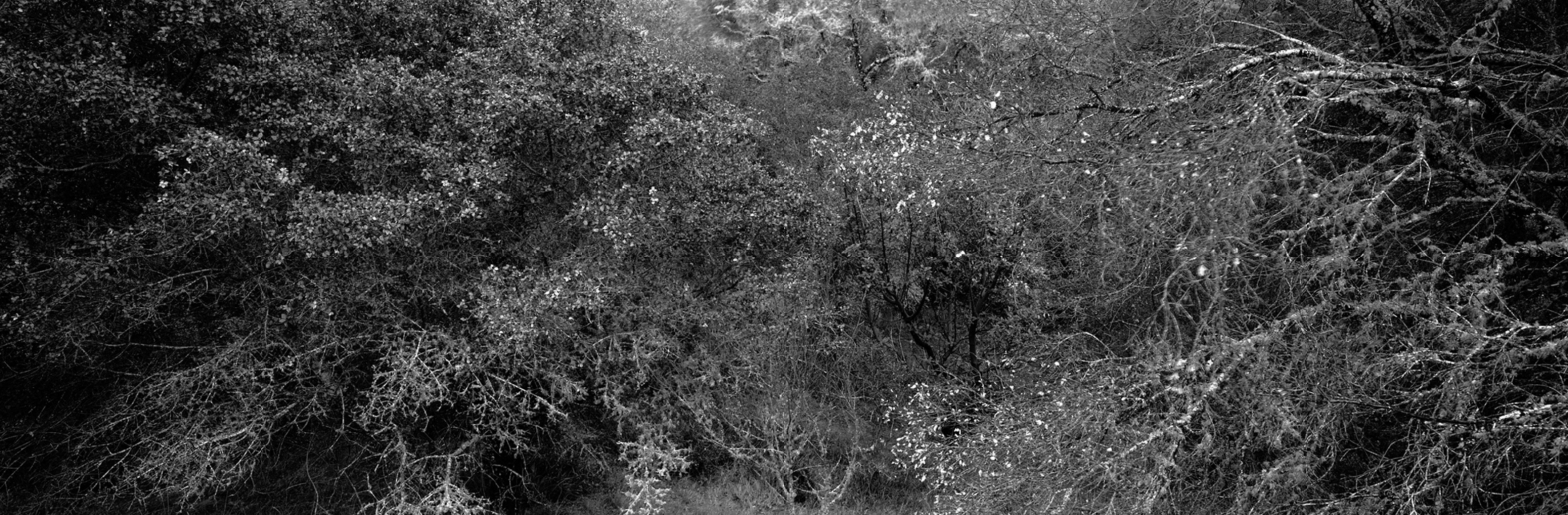 Christian Vogt, Naturräume X, 2008
Pigmented ink on rag paper
110 x 290 cm
Edition of 3
