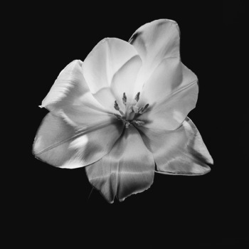 Robert Mapplethorpe (USA, 1946 – 1989)